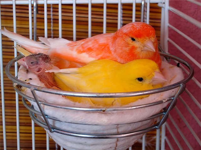Содержание канареек и уход за ними в Аркадаке