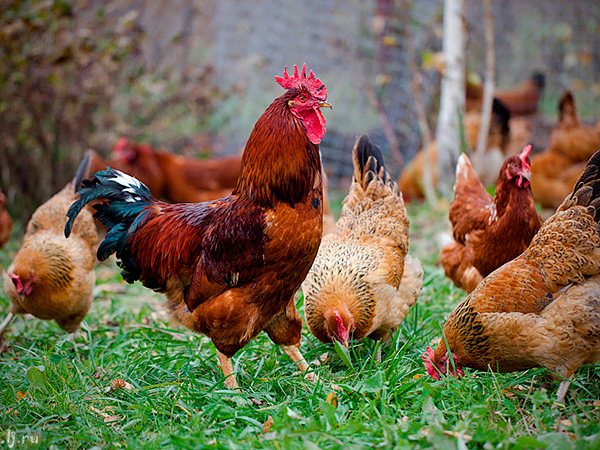 Породы куриц | ЗооТом - продажа, вязка и услуги для животных в Аркадаке