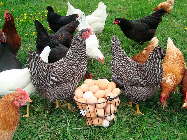 Содержание кур и уход за ними | ЗооТом - продажа, вязка и услуги для животных в Аркадаке