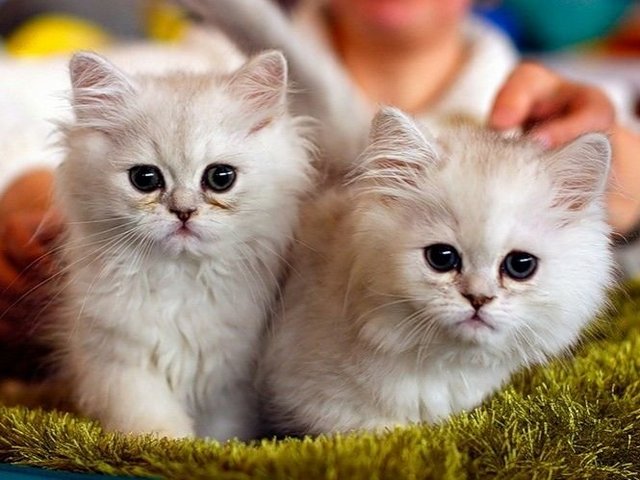 Породы кошек в Аркадаке | ЗооТом портал о животных