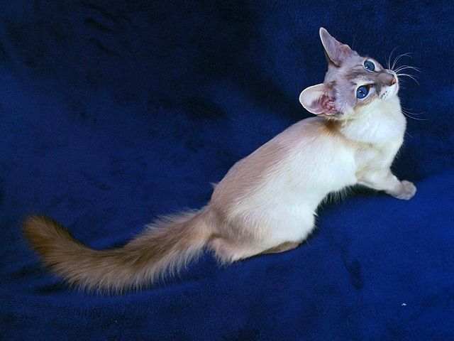 Выведенные породы кошек в Аркадаке | ЗооТом портал о животных