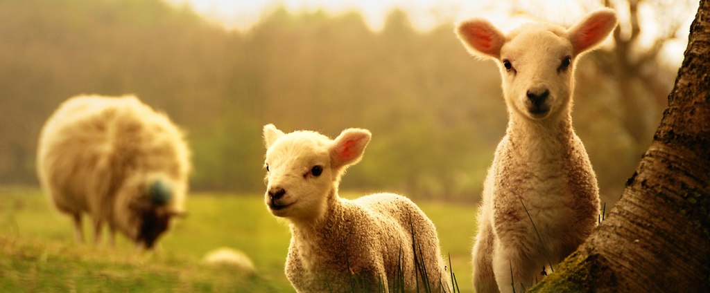 Объявления о сельскохозяйственных животных | ЗооТом - продажа, вязка и услуги для животных в Аркадаке