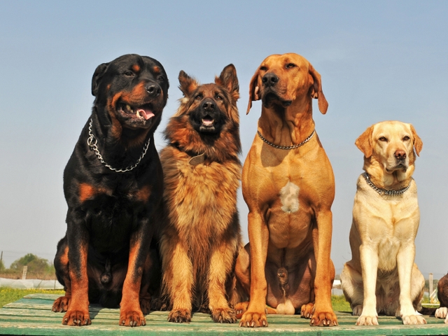Крупные породы собак в Аркадаке | ЗооТом портал о животных