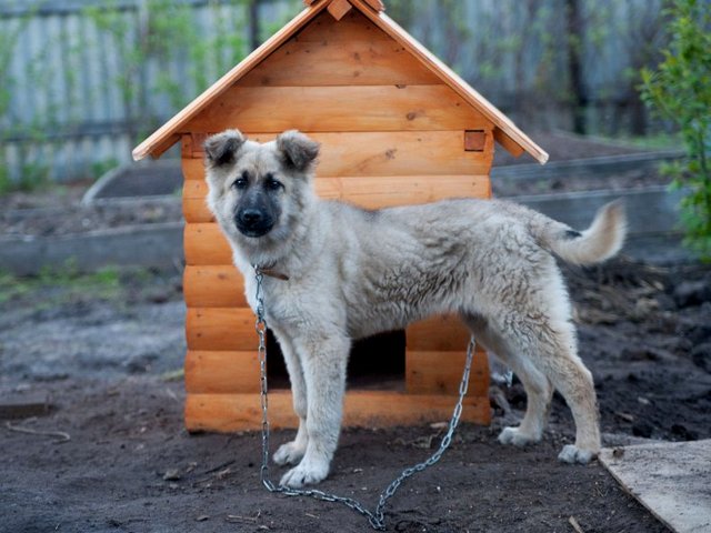 Все о собаках в Аркадаке Все о собаках в Аркадаке